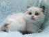 PoulaTo: Ragdoll - Blue Bicolour